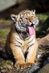 Fototapeta premium The Siberian tiger (Panthera tigris tigris) also called Amur tiger (Panthera tigris altaica) in the ZOO