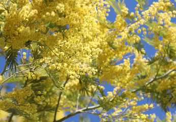 background with yellow flowers of mimosa blossomed in spring and