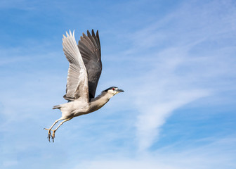 Black-crowned Night Heron (Nycticorax nycticorax) in Flight