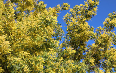 flowered tree with yellow mimosa flowers blossomed in spring