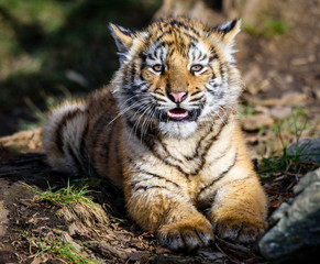 The Siberian tiger (Panthera tigris tigris) also called Amur tiger (Panthera tigris altaica) in the ZOO
