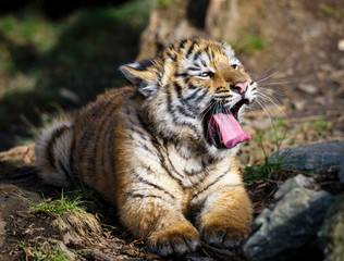 The Siberian tiger (Panthera tigris tigris) also called Amur tiger (Panthera tigris altaica) in the...