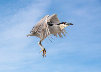 Black-crowned Night Heron (nycticorax nycticorax) in Flight