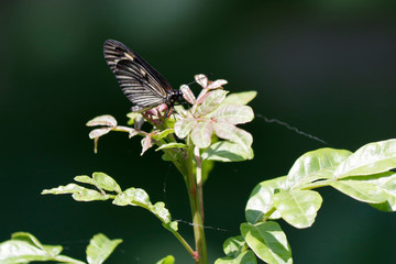 Borboleta na Flor