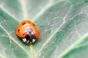 Coccinella septempunctata, known as seven-spot ladybird, seven-spotted ladybug, C-7 or seven-spot lady beetle on the leaf