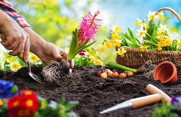 Planting spring flowers in the garden