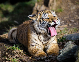 The Siberian tiger (Panthera tigris tigris) also called Amur tiger (Panthera tigris altaica) in the ZOO
