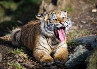 Obraz premium The Siberian tiger (Panthera tigris tigris) also called Amur tiger (Panthera tigris altaica) in the ZOO