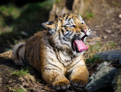 The Siberian tiger (Panthera tigris tigris) also called Amur tiger (Panthera tigris altaica) in the ZOO
