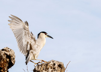 Black-crowned Night Heron (nycticorax nycticorax) in Flight