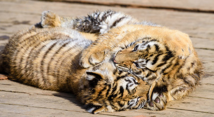 The Siberian tiger (Panthera tigris tigris) also called Amur tiger (Panthera tigris altaica) in the...