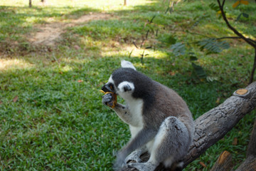 lemur on a tree