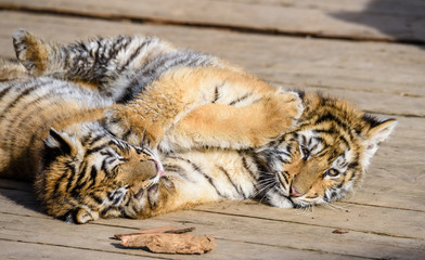 The Siberian tiger (Panthera tigris tigris) also called Amur tiger (Panthera tigris altaica) in the ZOO