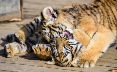 The Siberian tiger (Panthera tigris tigris) also called Amur tiger (Panthera tigris altaica) in the ZOO