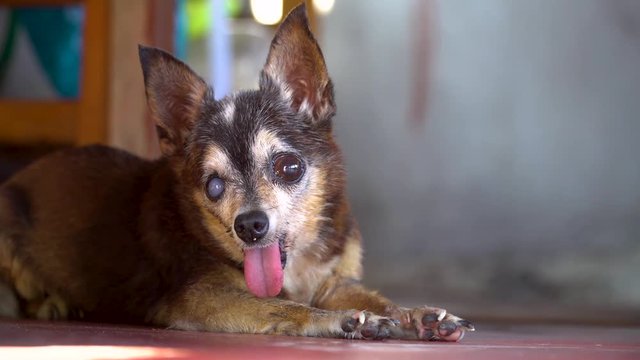 Thailand slow motion old and ugly chihuahua dog