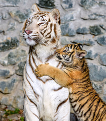 The Siberian tiger (Panthera tigris tigris) also called Amur tiger (Panthera tigris altaica) in the...