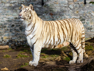 Obraz premium The Siberian tiger (Panthera tigris tigris) also called Amur tiger (Panthera tigris altaica) in the ZOO