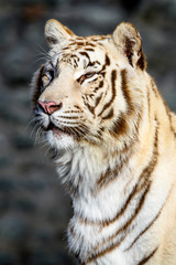 The Siberian tiger (Panthera tigris tigris) also called Amur tiger (Panthera tigris altaica) in the ZOO