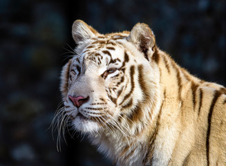 The Siberian tiger (Panthera tigris tigris) also called Amur tiger (Panthera tigris altaica) in the ZOO