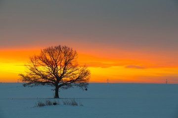 Lonely  tree in dramatic sunrise