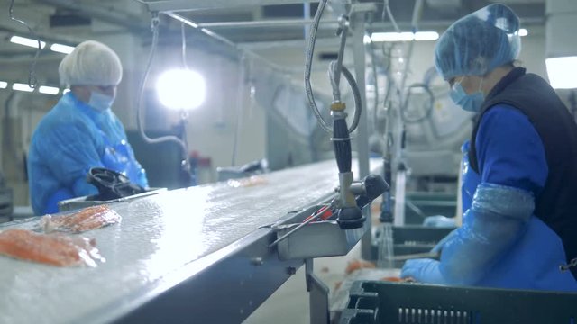 Fish is getting slashed and put onto the conveyor