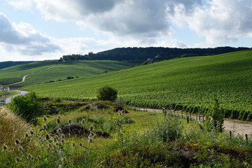 Fototapeta na wymiar paysage vigne