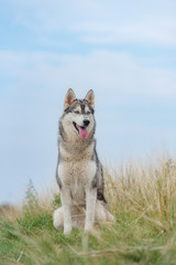 siberian husky sitting outdoor nature summer