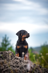 rottweiler puppy sitting at the stone summer outdoor