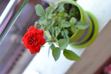  Rose