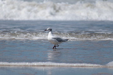 Seagull walking on a beach with waves in the background