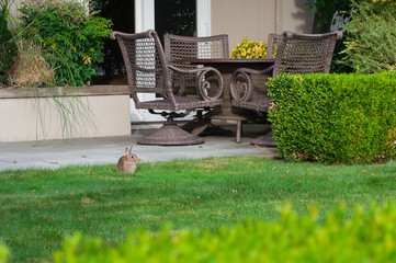 A rabbit and a backyard in Marina Bay area, Kirkland, WA, USA
