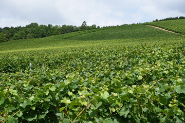 paysage vignes