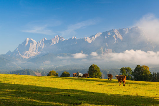 On pasture in the morning mist