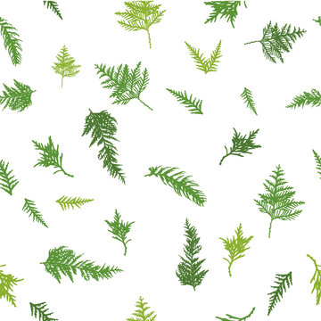 Simple seamless nature pattern with thuja, cypress leaves on white background.