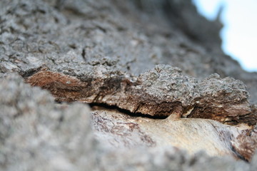 tree bark