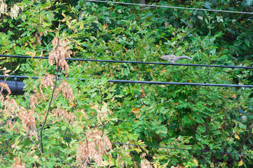 A squirrel running on on powerlines in Marina Bay area, Kirkland, WA, USA