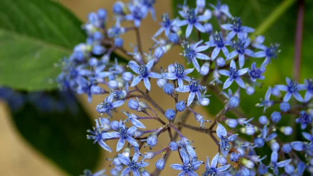 Blue Evergreen Hydrangea, Dichroa Versicolor. PAN UP SHOT.