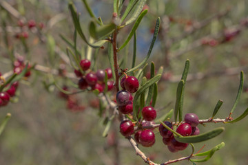 fruto rojo Pie de Palo 