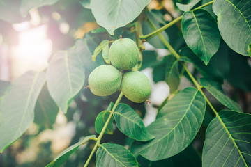 Walnut fresh on the tree under the glare of the sun from behind the branches.