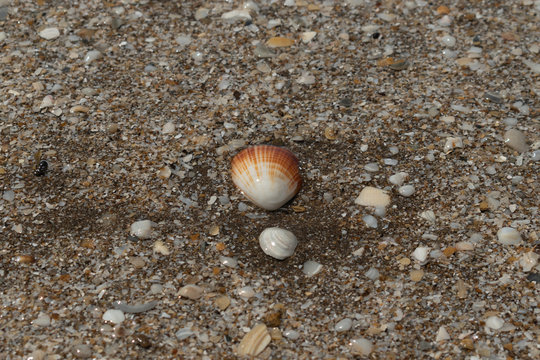 closeup macro of a small seashell