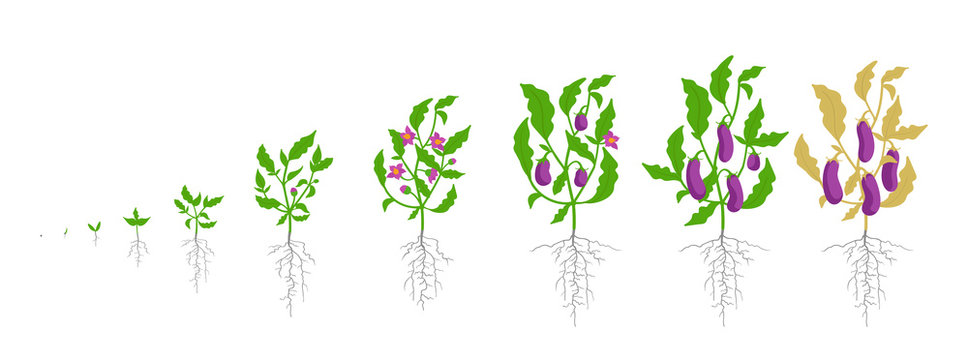 Growth stages of eggplant plant. Vector illustration. Solanum melongena. Aubergine, brinjal life cycle. Botanically infographic.