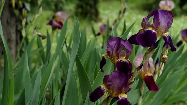 springtime german iris in bloom floral theme backdrop