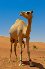 Middle East Camel