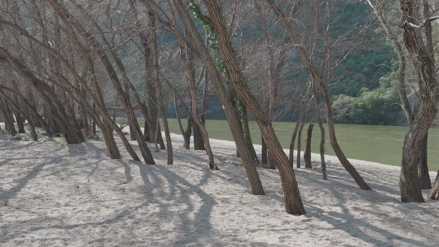 trees on the sand next to the river