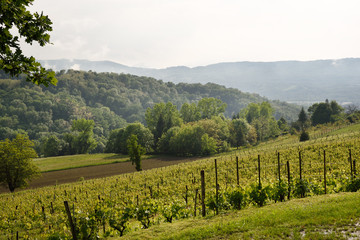 paysage vignoble
