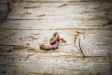 little earthworm on wooden background