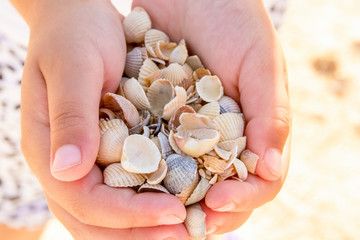 sea shells in the palms
