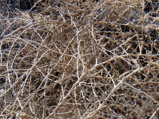 Twisted Tumbleweeds