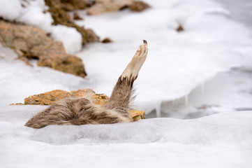 Dramatic photo of an Opossum (Didelphis marsupialis) frozen in a creek after a deep freeze from a Polar Vortex.
