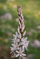 infiorescenza di Asfodelo (Asphodelus albus),primo piano,